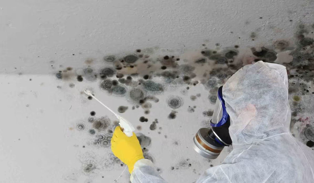 mold inspection services